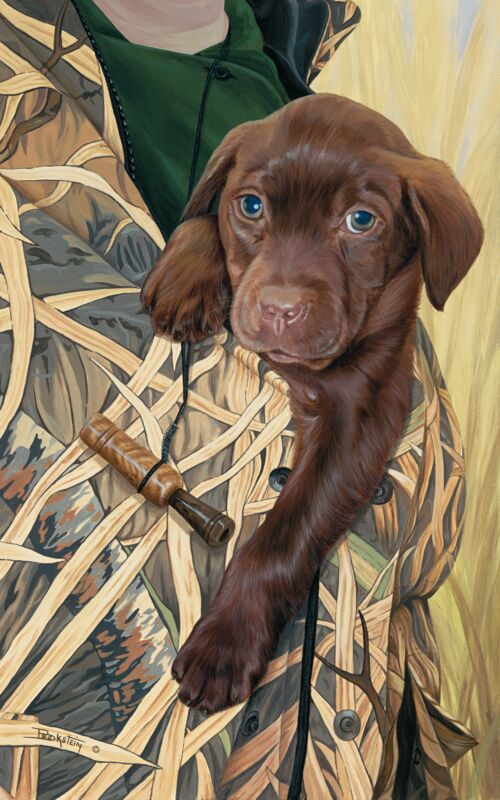 First Day Out—Chocolate Lab by Larry Beckstein