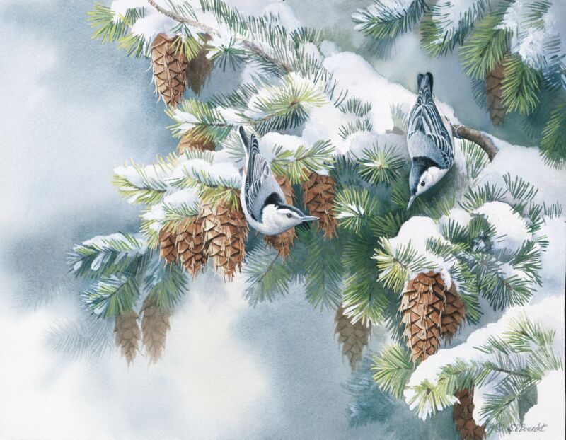 First Snowfall - Nuthatch by Susan Bourdet