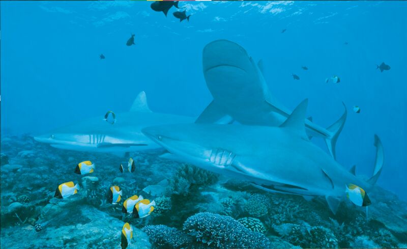 Frenzy-Gray Reef Shark by Randall Scott