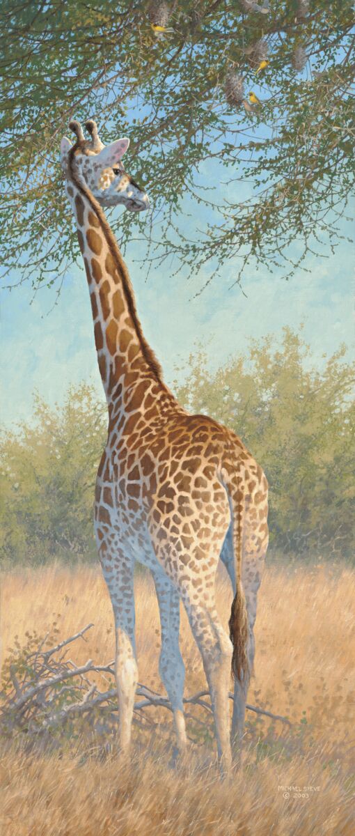 Giraffe