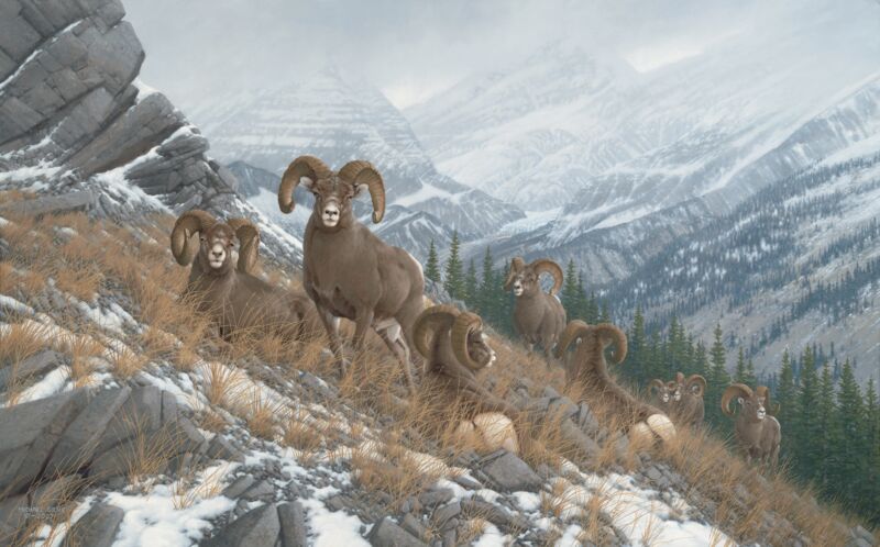 Glacier Kings Bighorn Sheep by Michael Sieve