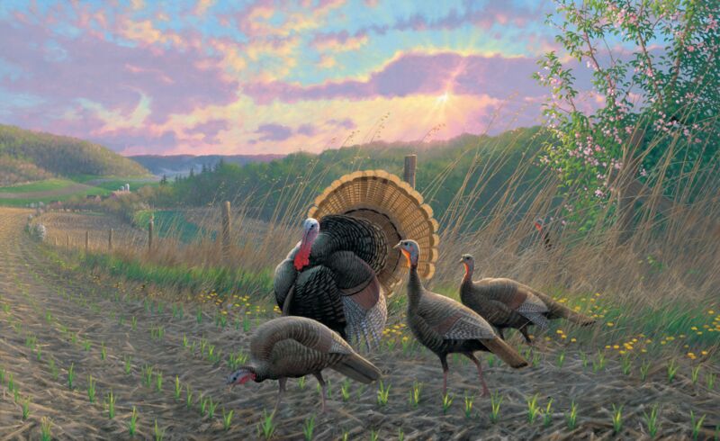 Golden Fan Club—Turkeys by Michael Sieve