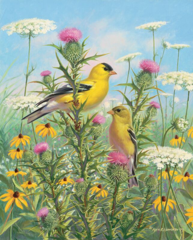 Golden Glories-Goldfinches