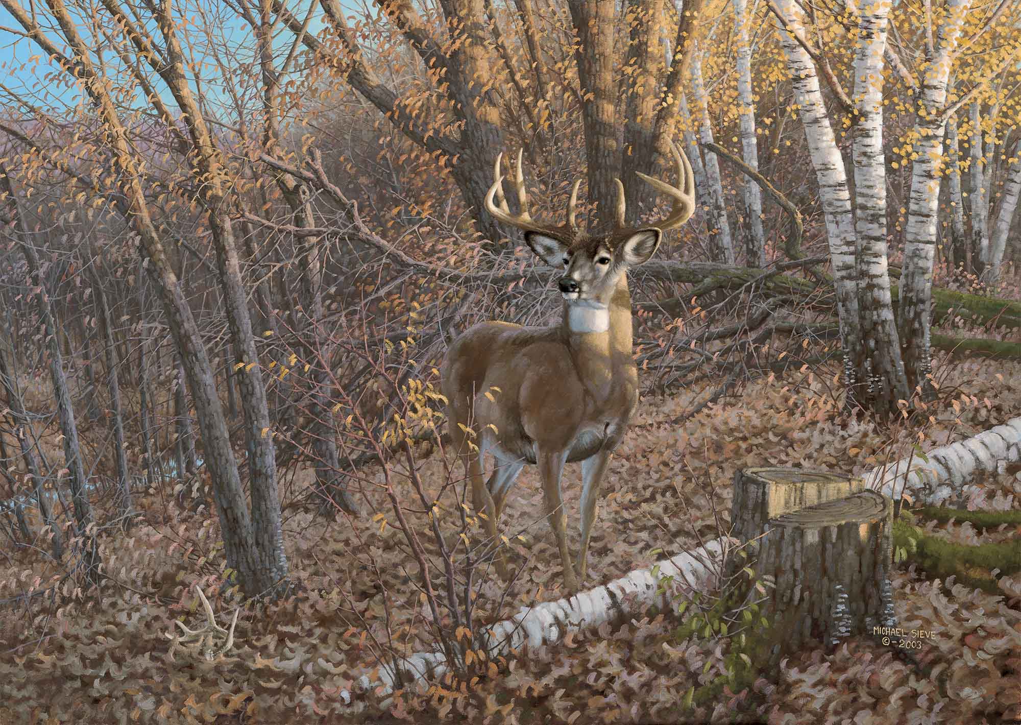 Shop Great Eight—Whitetail Deer From Wild Wings