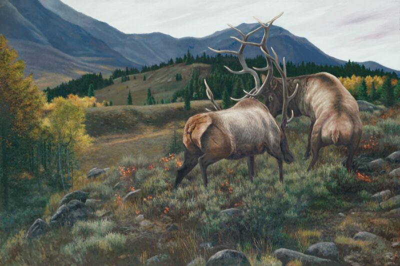 High Country Challenge—Elk by Brian Kuether