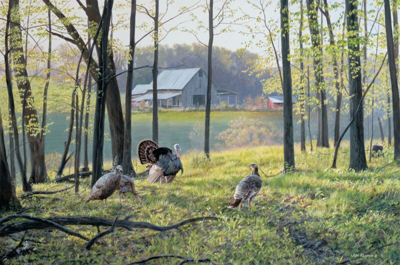 Homesteaders—Turkeys by Jim Kasper