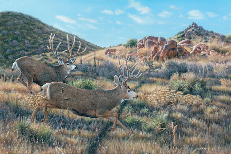 In Pursuit—Mule Deer From Wild Wings