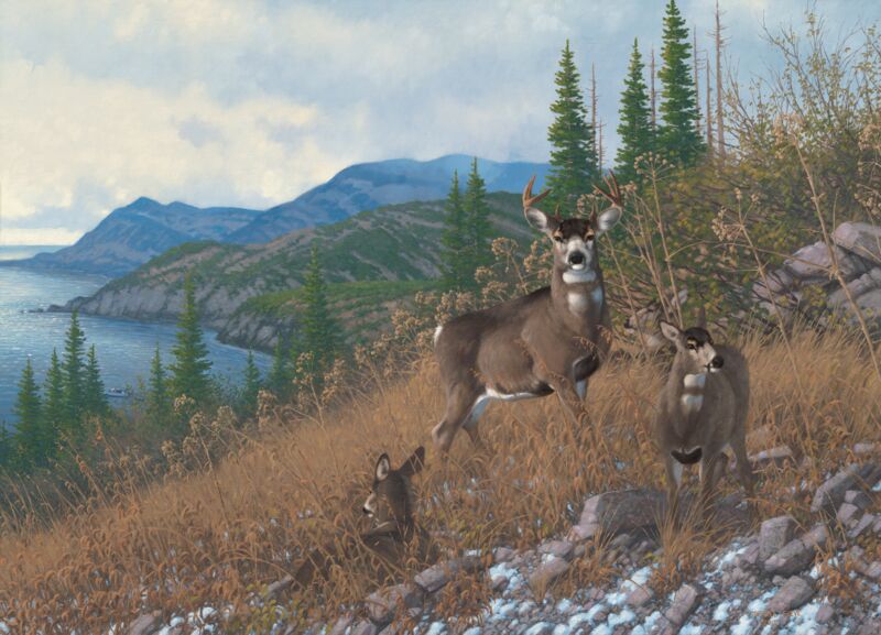 Kodiak Island—Blacktail Deer by Michael Sieve