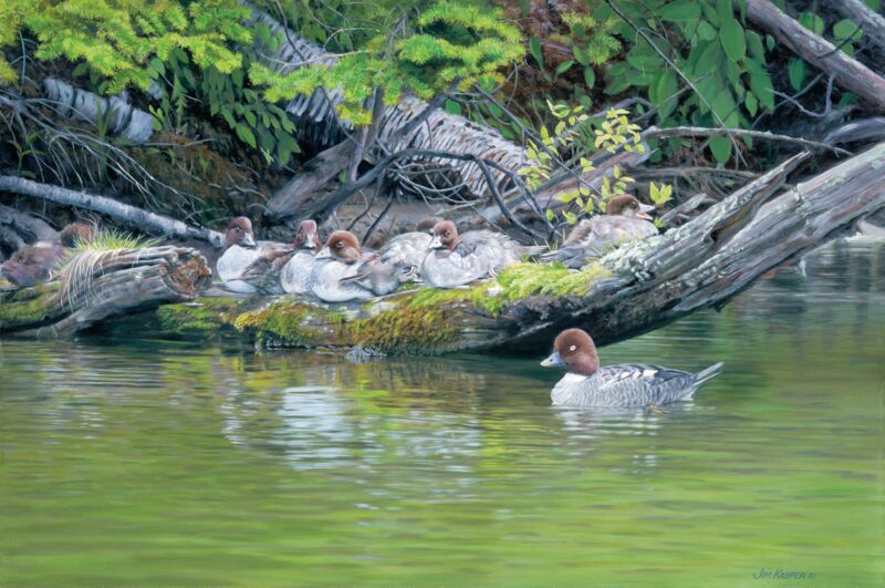 Lazy Days—Goldeneyes by Jim Kasper