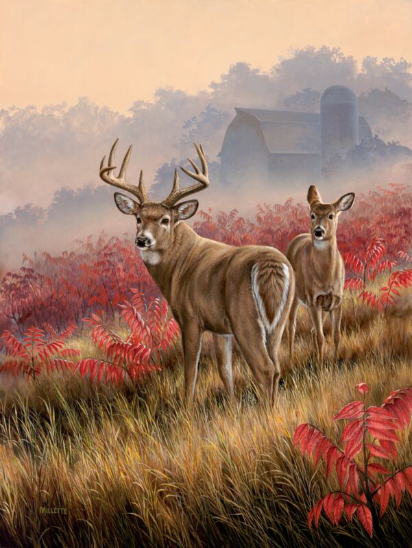 Lifting Fog - Whitetail Deer