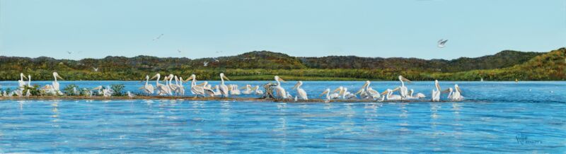 Long Point—Pelicans & Seagulls by Rollie Brandt