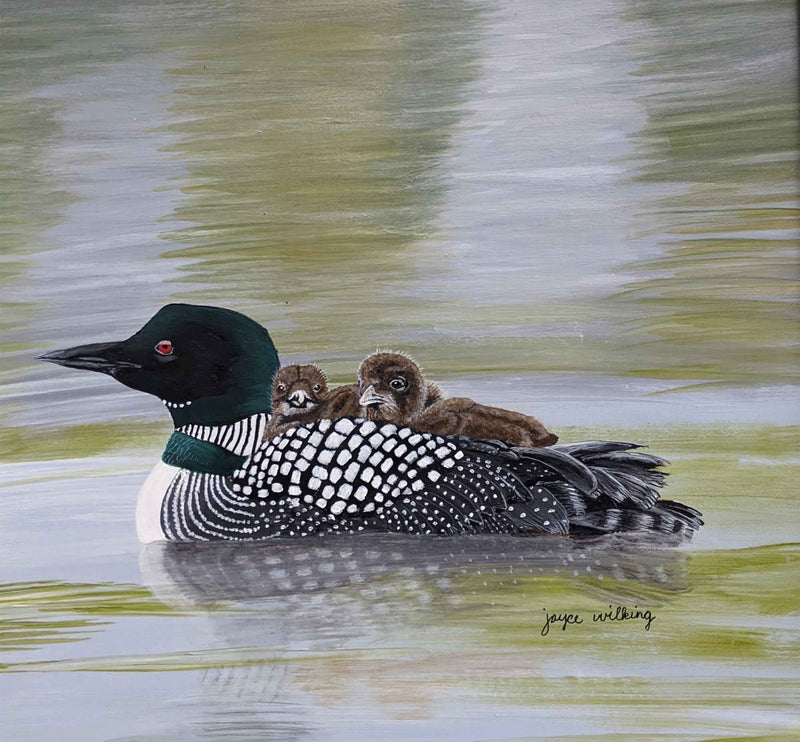 Loon With Baby On Back Swimming