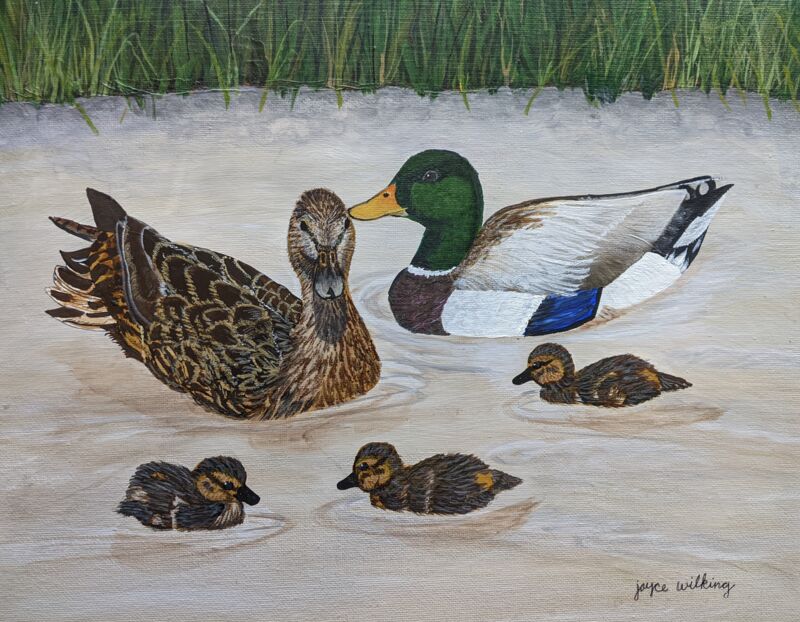 Mallard Couple with Babies by Joyce Wilking