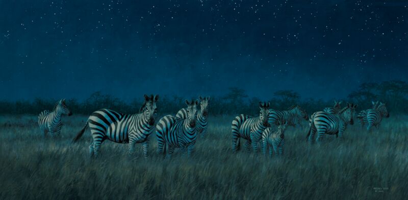 Midnight on the Serengeti—Zebras