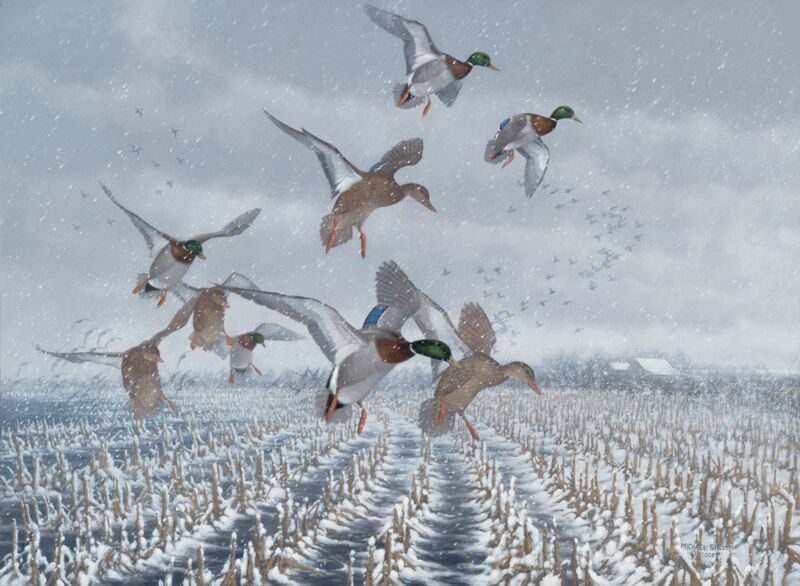 Northern Flight—Mallards