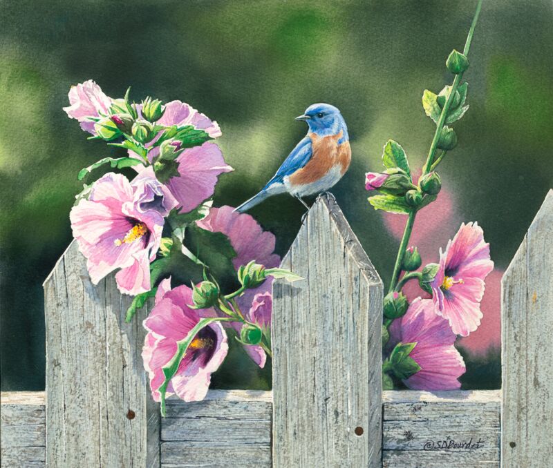 On Point—Western Bluebird by Susan Bourdet