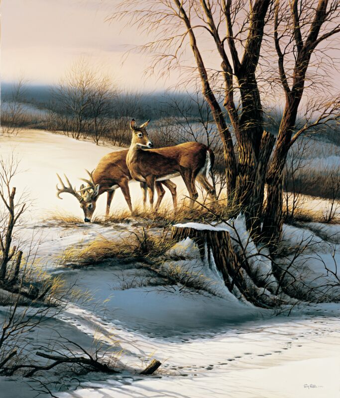 On the Alert—Whitetail Deer