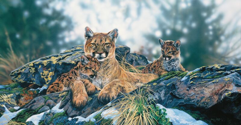 Quiet Moments—Mountain Lions