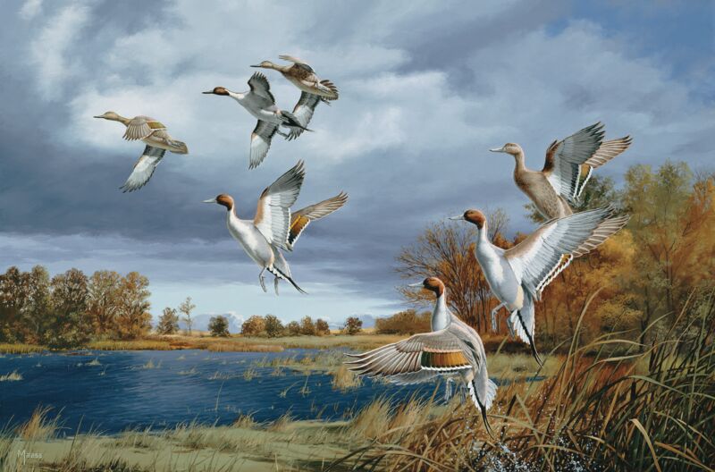 Rapid Ascent—Pintails