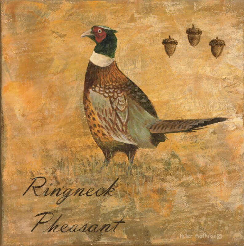 Ringneck Pheasant