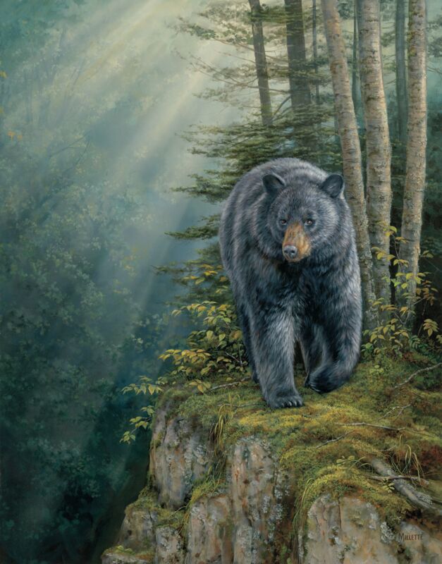 Rocky Outcrop-Black Bear