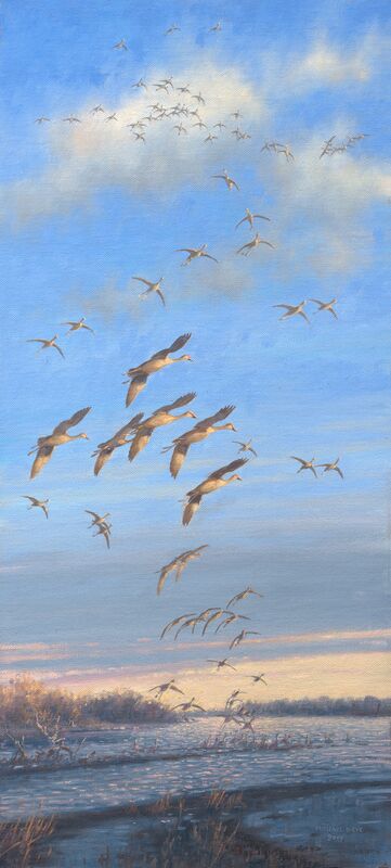 Sandhill Crane Study