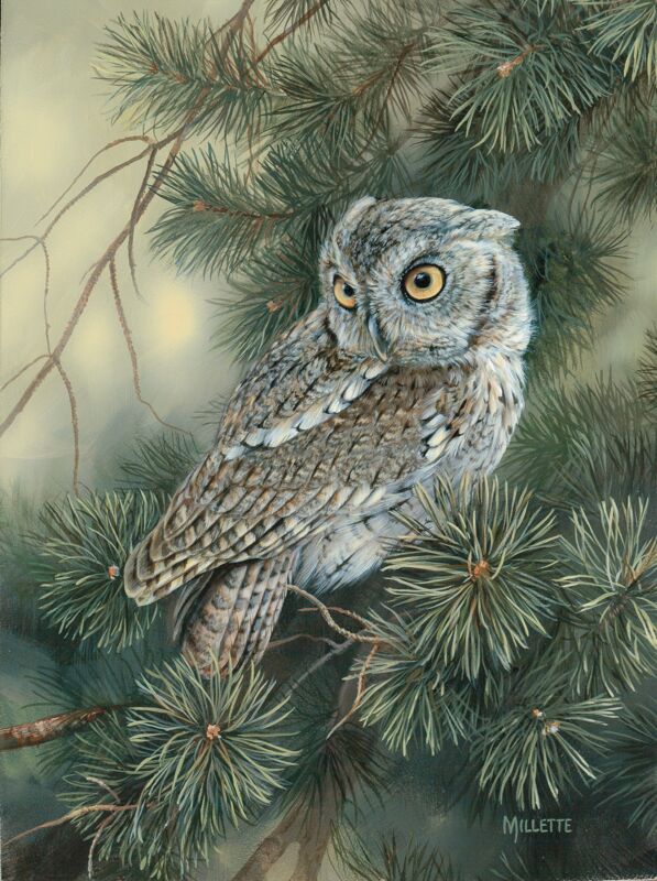 Screech Owl