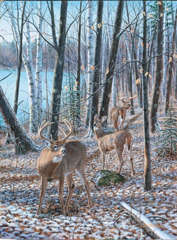 Seasons of the Woods—Courtship