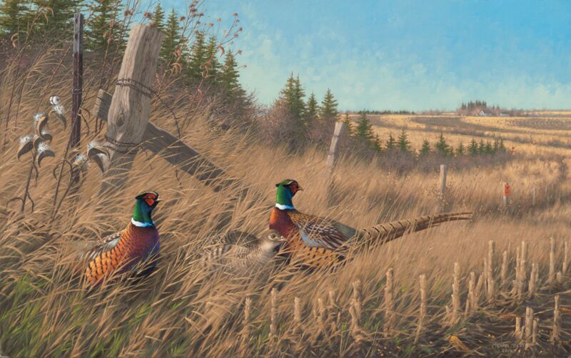 Shelter Belt—Pheasants