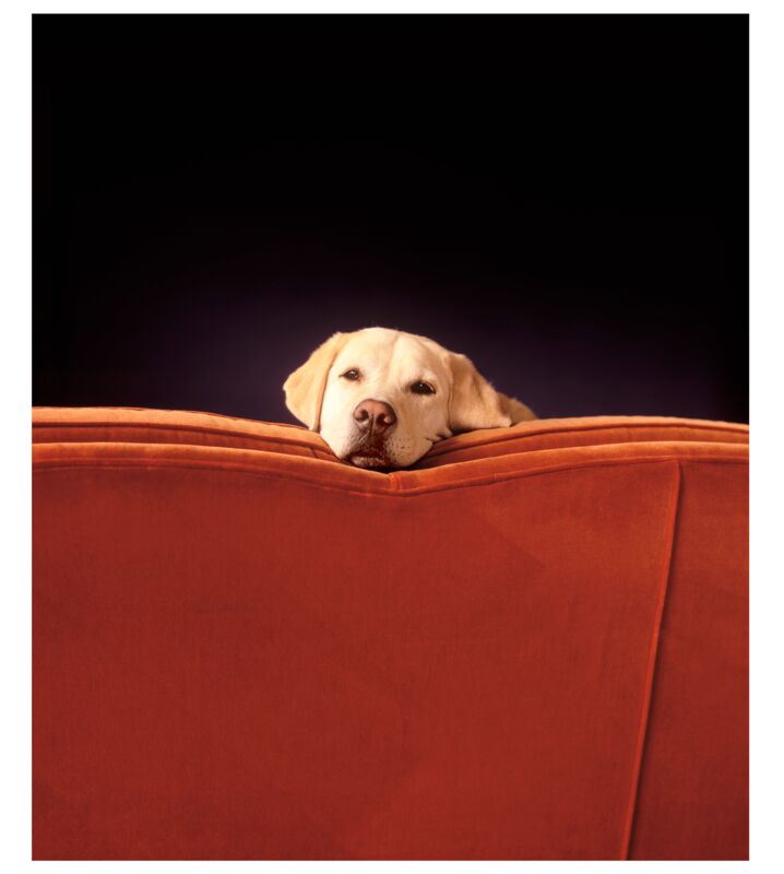 Sleepy by Ron Schmidt