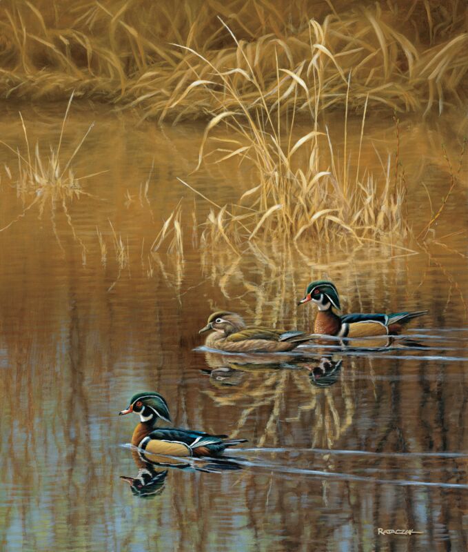 Spring Creek Woodies-Wood Ducks