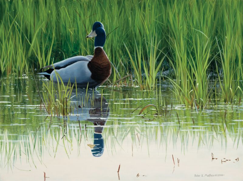 Spring Drake—Mallard