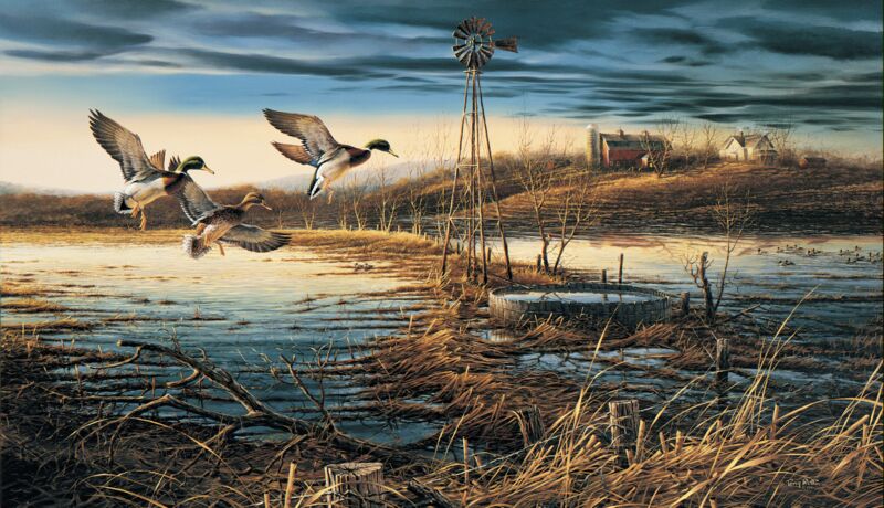 Spring Run—Off—Mallards