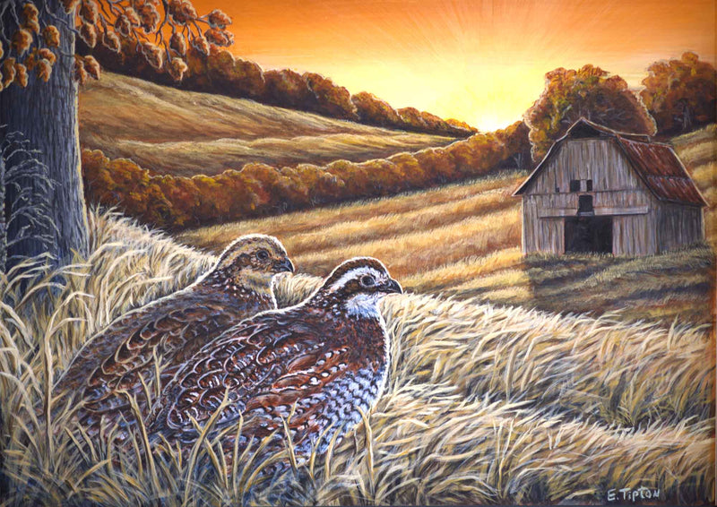 Sunlit Quail