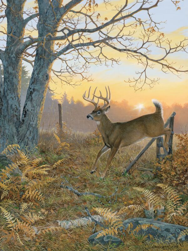 Sunrise Retreat—Whitetail Deer