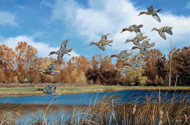 Swift Approach—Green—winged Teal