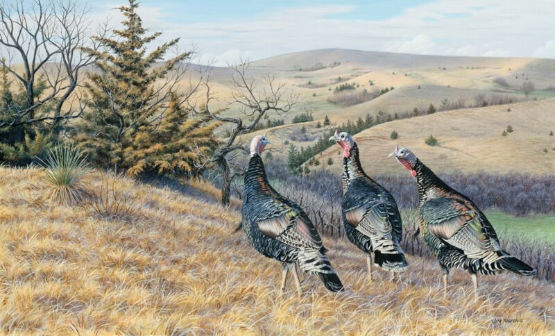 Talkin' Turkey - Merriam Turkeys