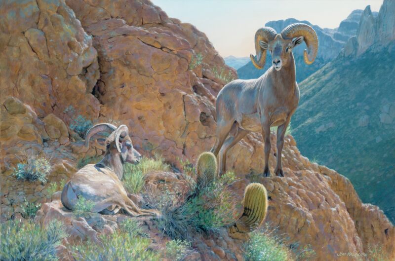 The Overseer—Desert Bighorn Sheep