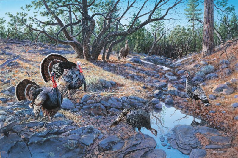 Western Ritual—Merriam Turkeys