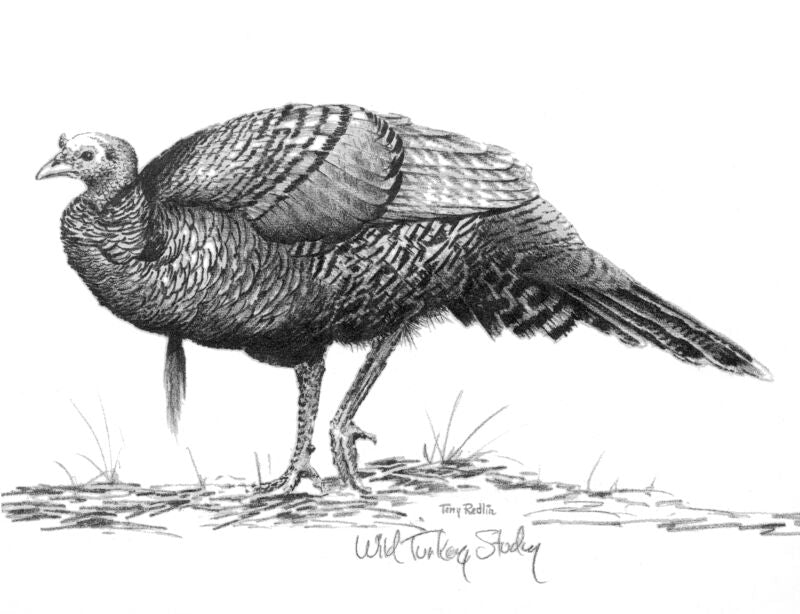 Wild Turkey Study