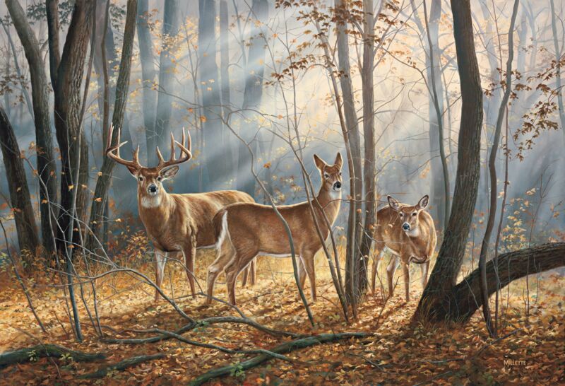 Woodland Splendor—Whitetail Deer