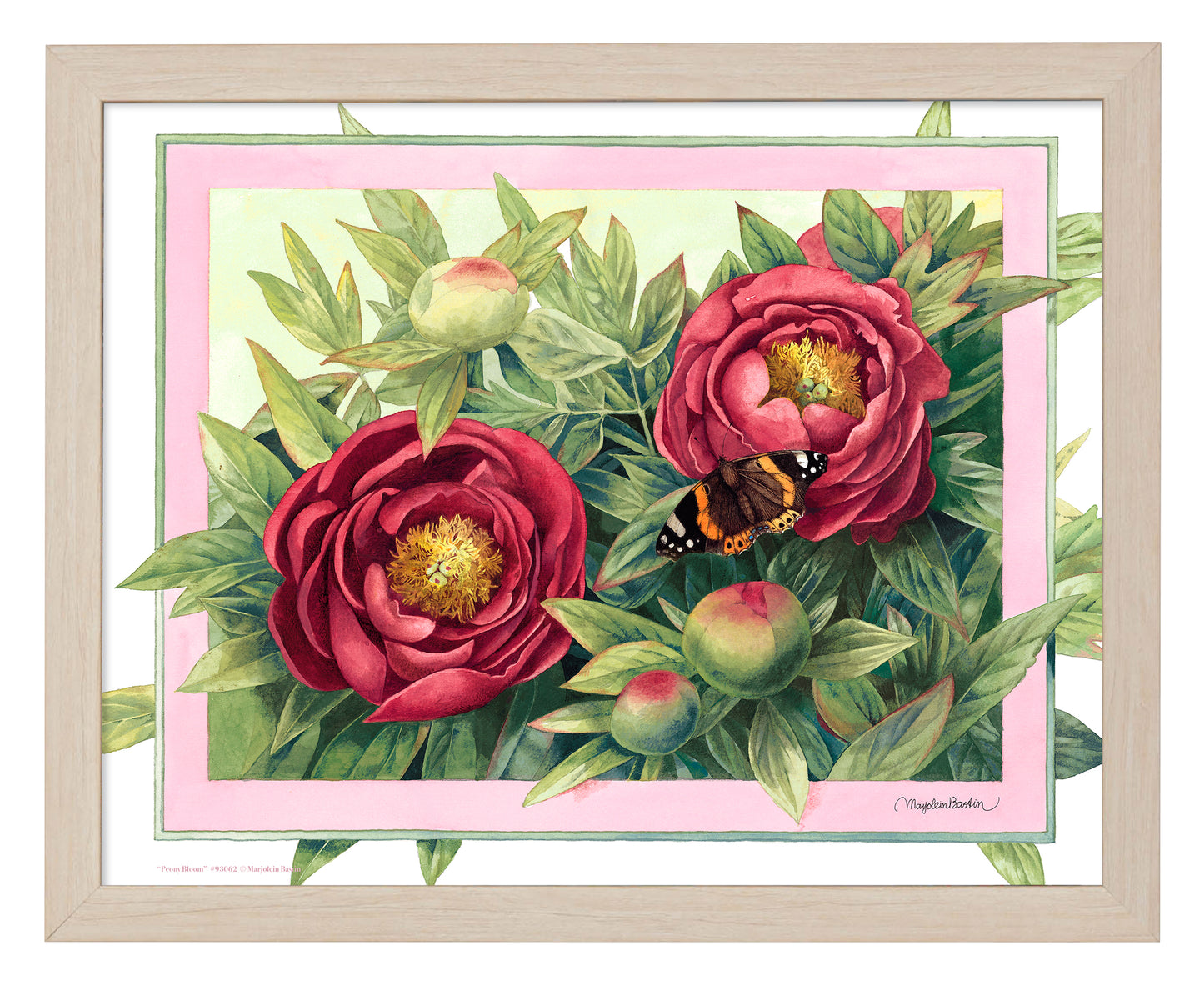 Peony Bloom - Art Prints