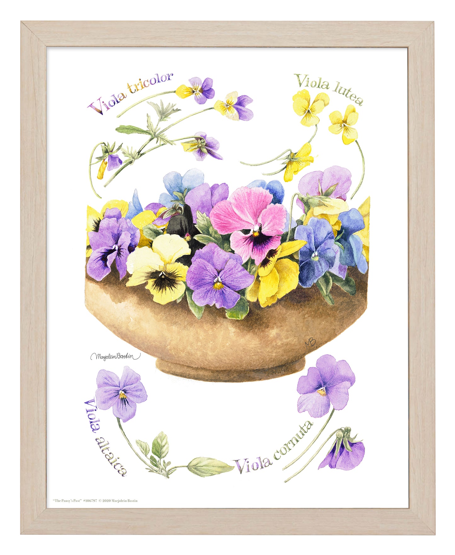 The Pansy's Past - Art Prints