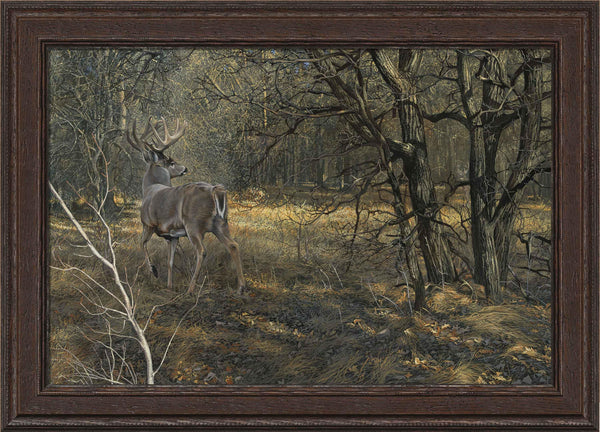 Monarch—Whitetail Deer - Limited Edition Canvas