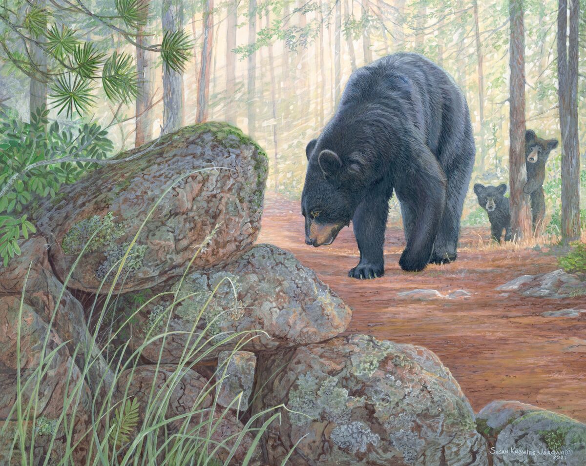 132485_Woodland Shuffle.jpg