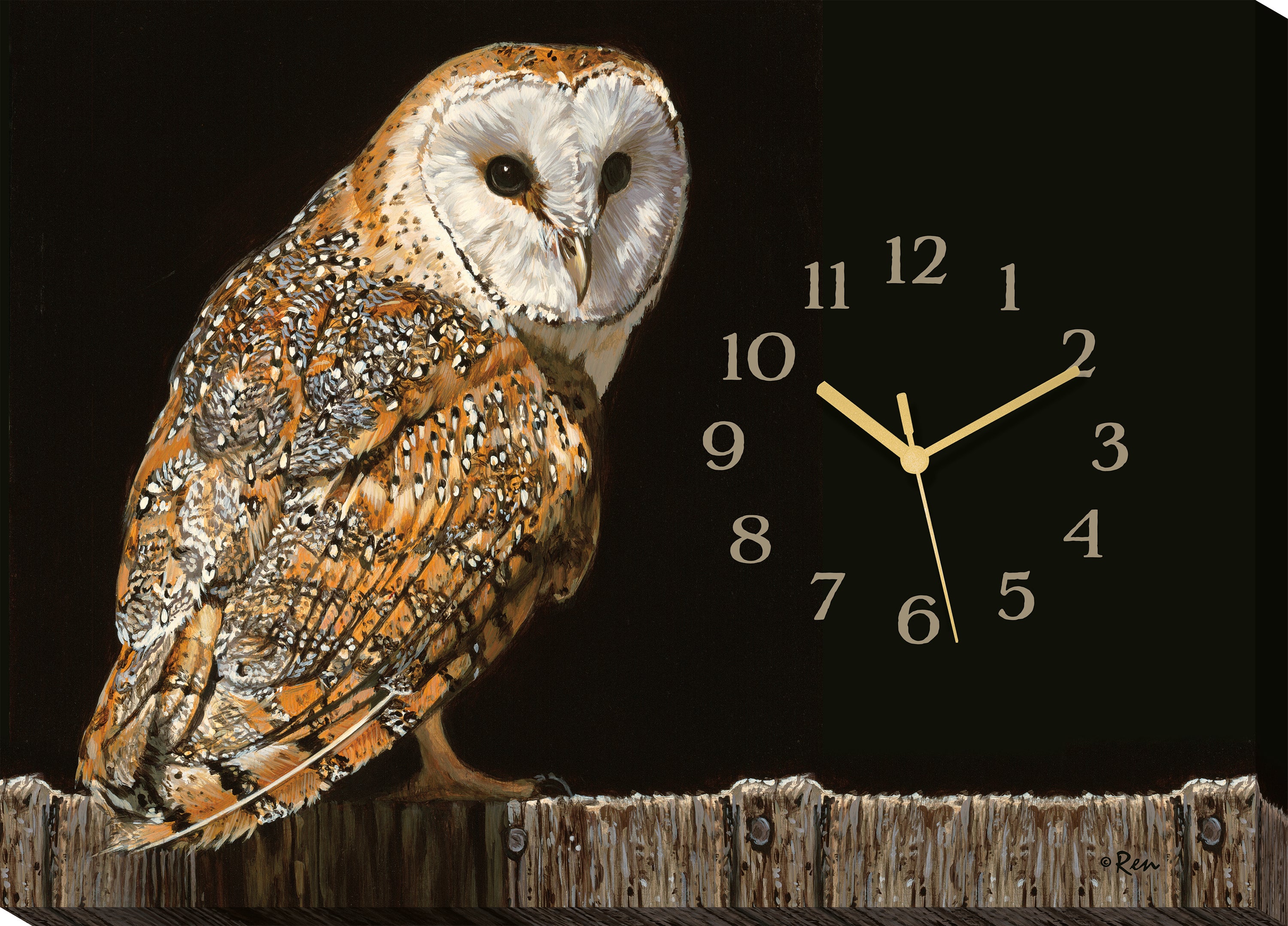 Barn Owl - 13