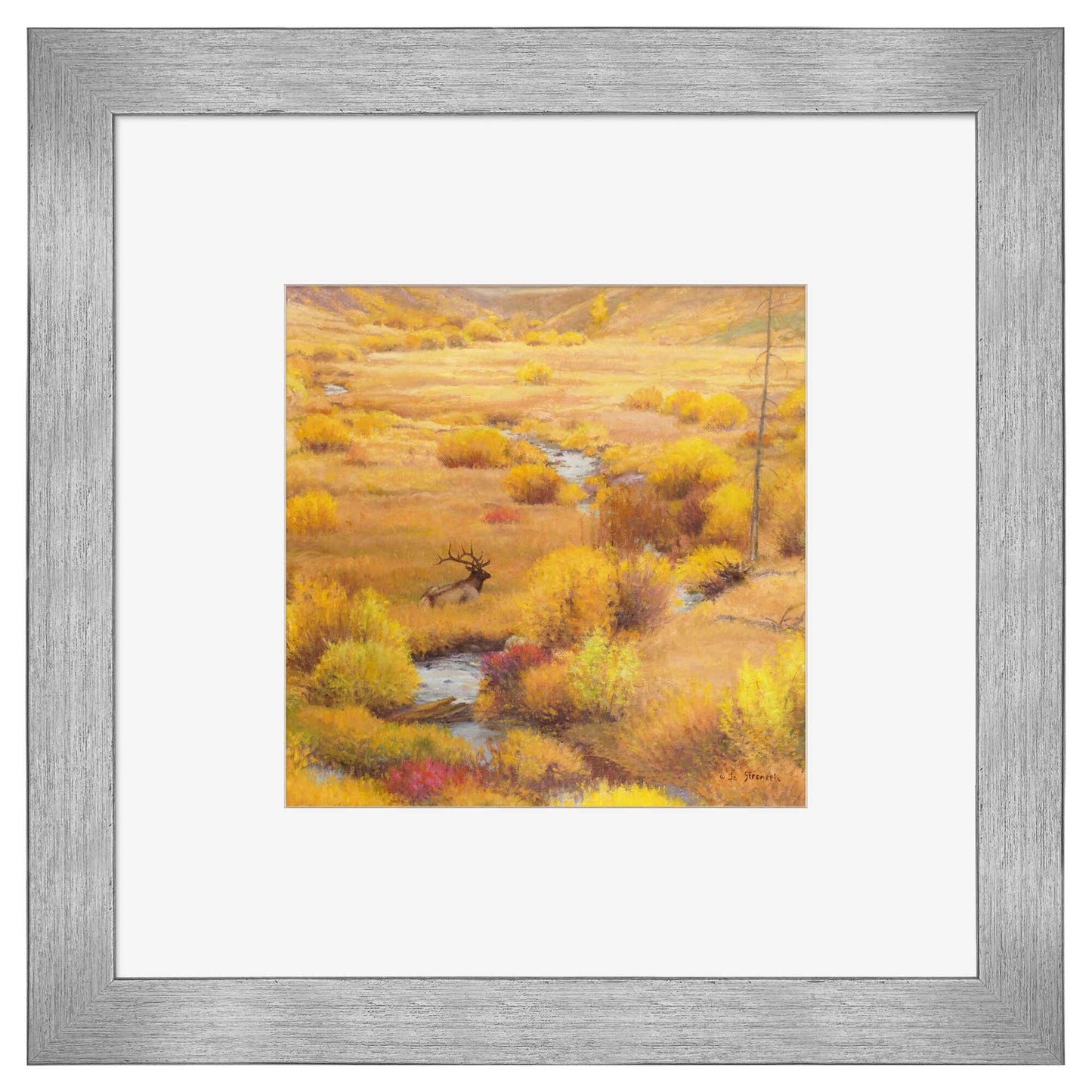 The Old Bull's Last Autumn - Contempo Squares