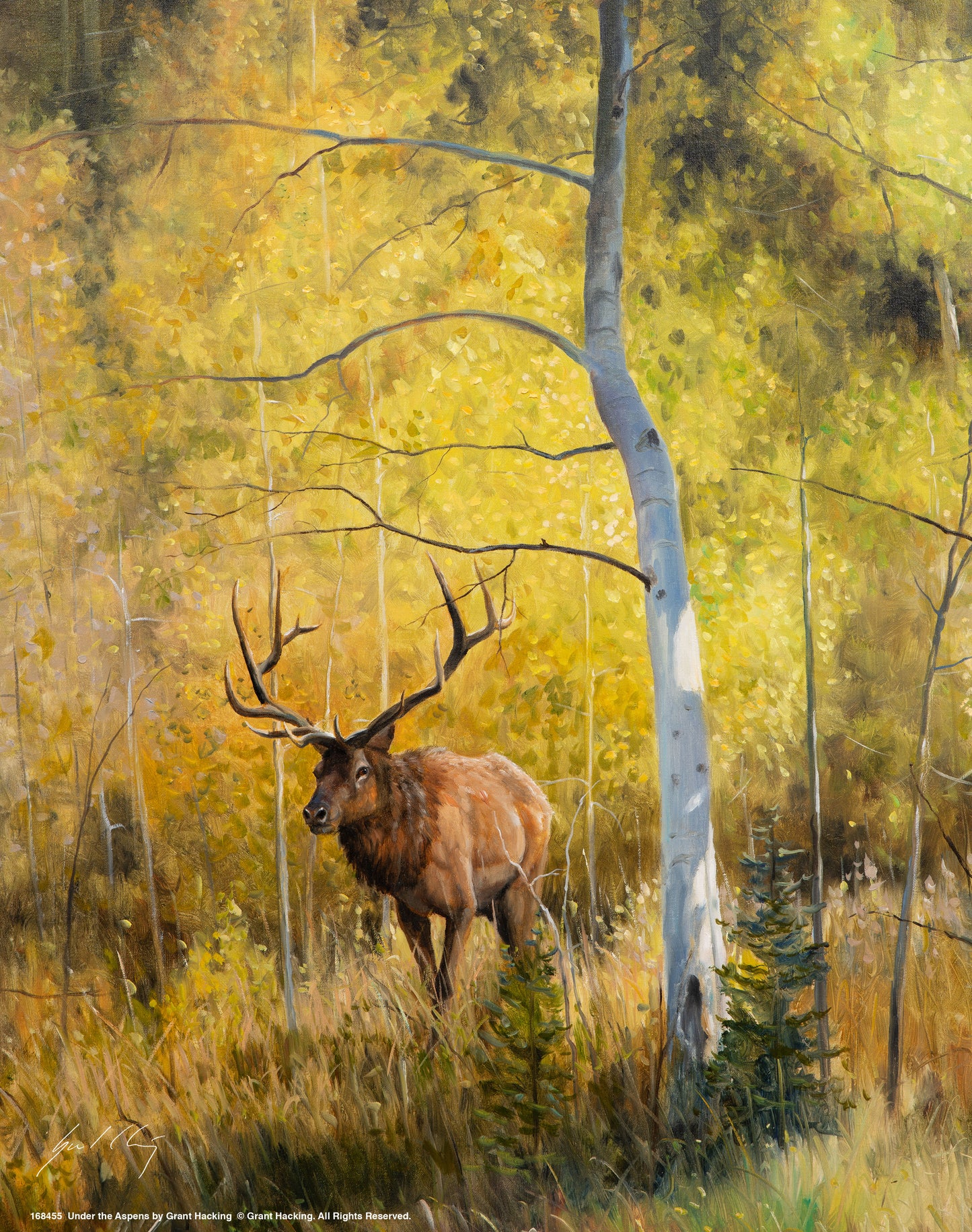 Under the Aspens - Art Prints