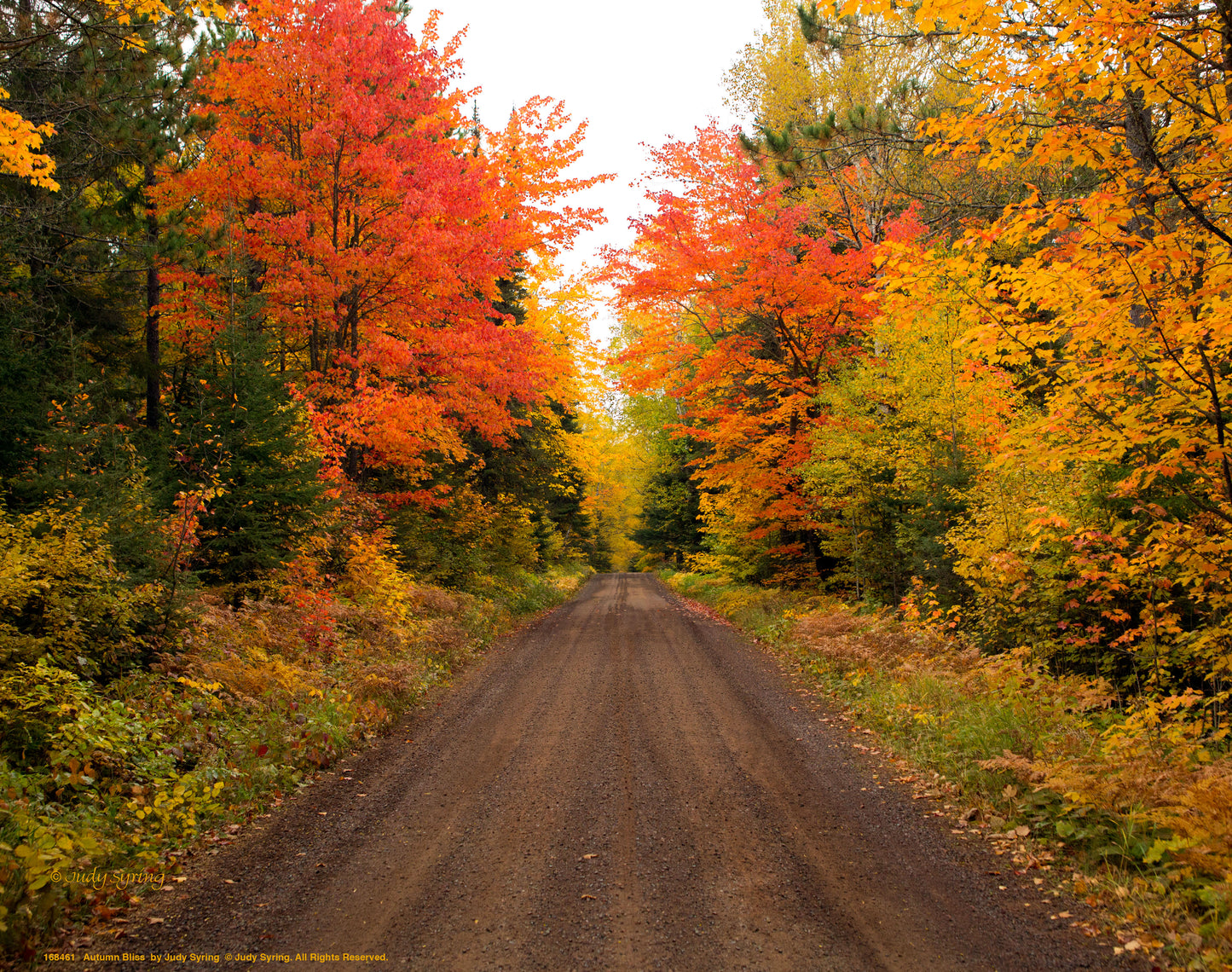 Autumn Bliss - Art Prints