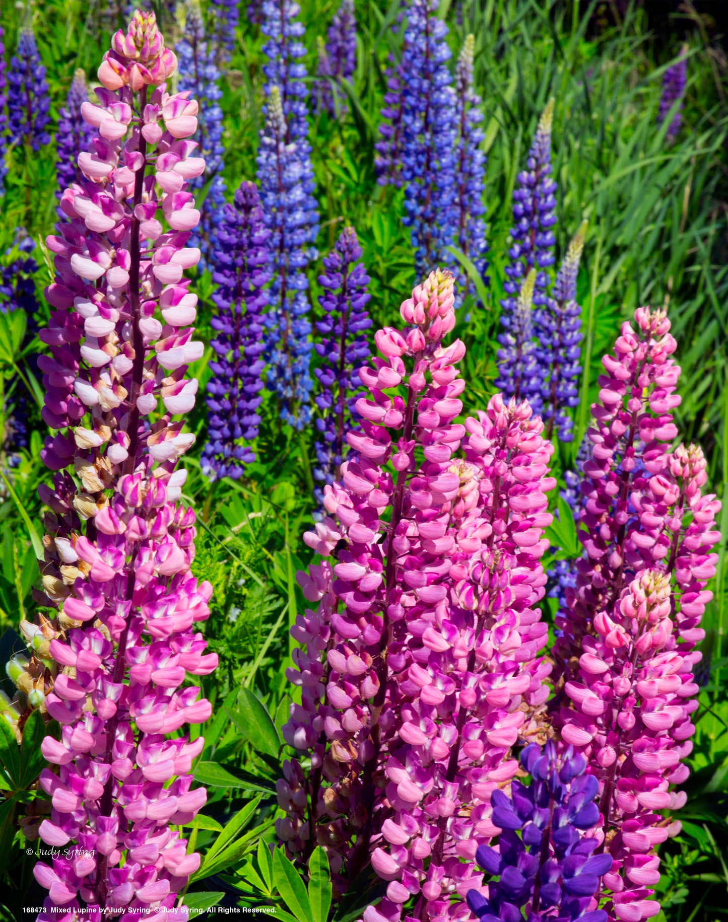 Mixed Lupine - Art Prints